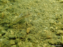 Pomatoschistus pictus (Fleckengrundel)
